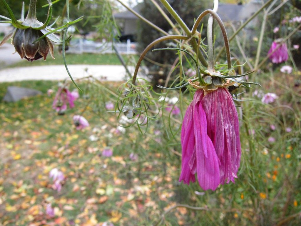 Drooping pink cosmos flower after the first frost