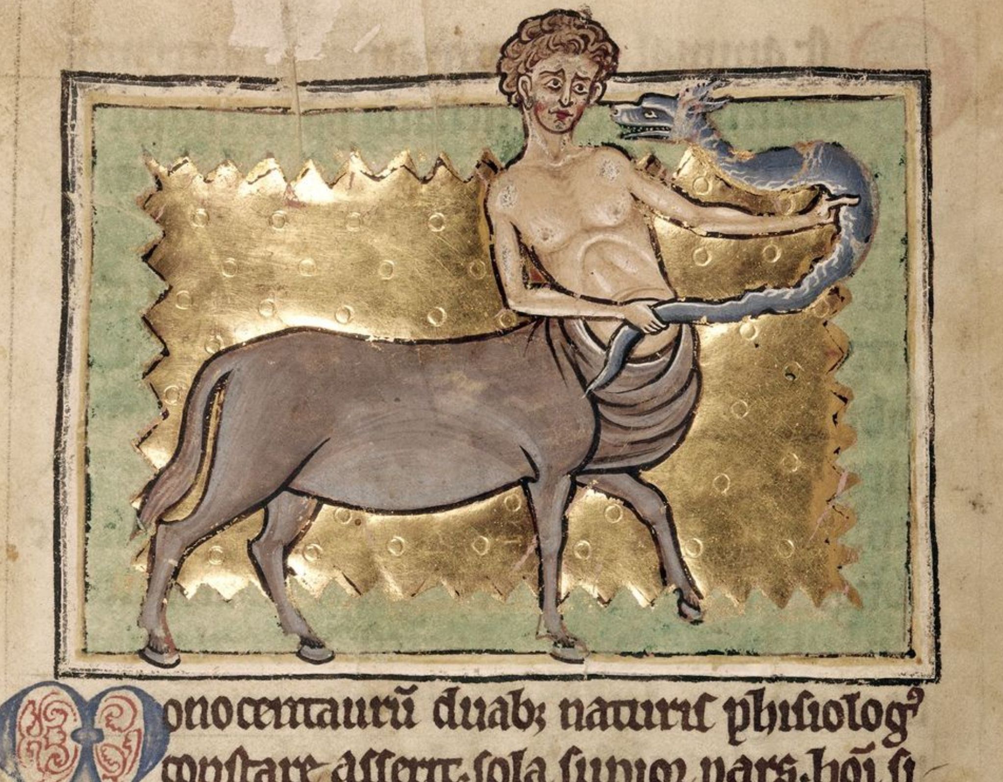 Scan of a 15th-ish century manuscript with a rather fetching, curly-haired centaur dude holding a suspiciously dog-headed snake carefully away from his face. Some nice gold leaf behind him and a bunch of latin brush script writing underneath