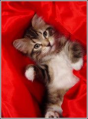 [Christmas Kitty! (by TCM Hitchhiker)]