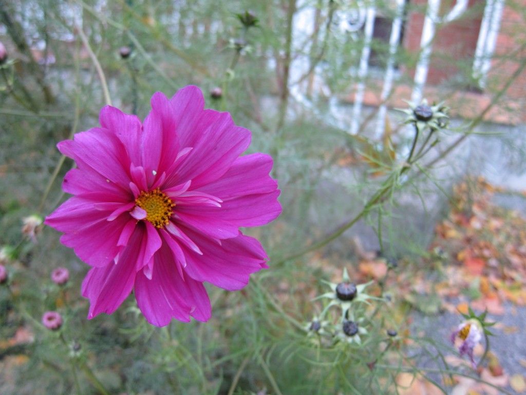 Pink Cosmos flower in full blook