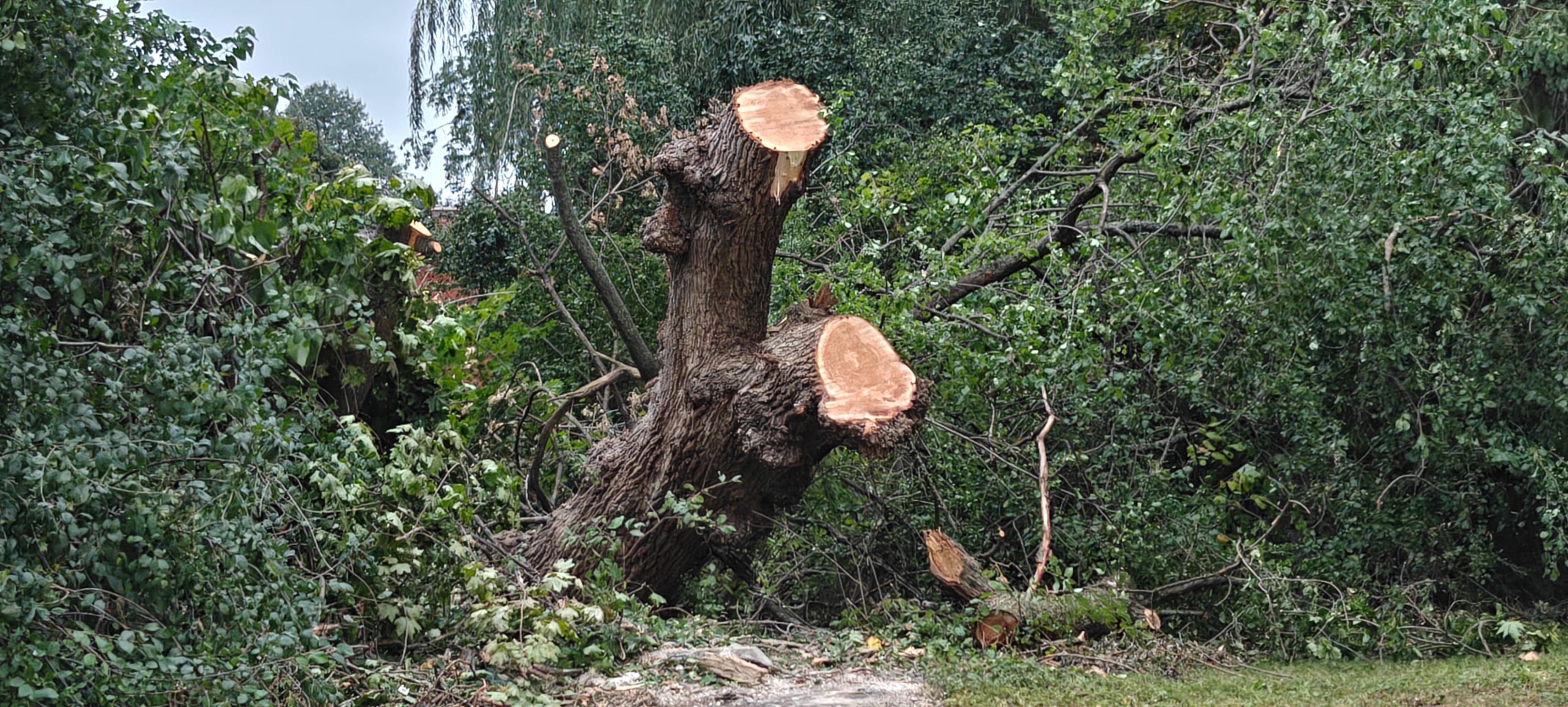 A decapitated willow tree with a distressing lean.